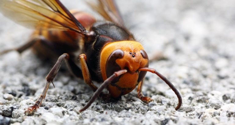 ‘Murder hornets’ get name change to avoid reinforcing anti-Asian sentiments