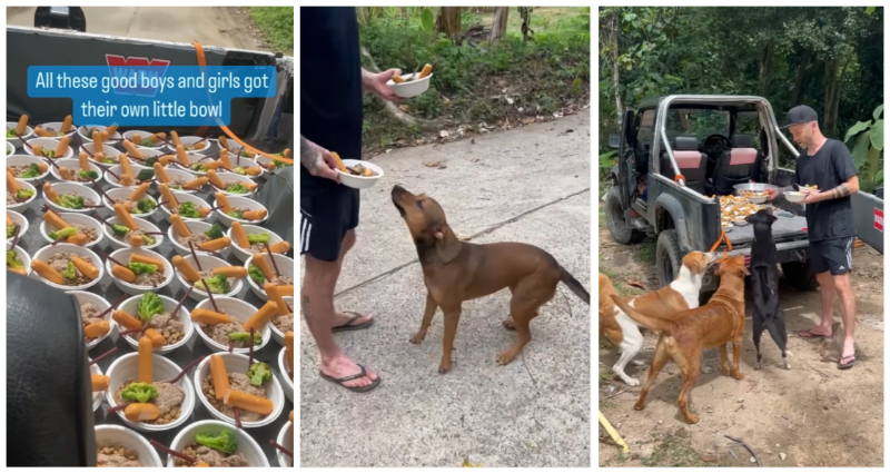 Street Dog Feeding  Stray Dog Feeding - POV