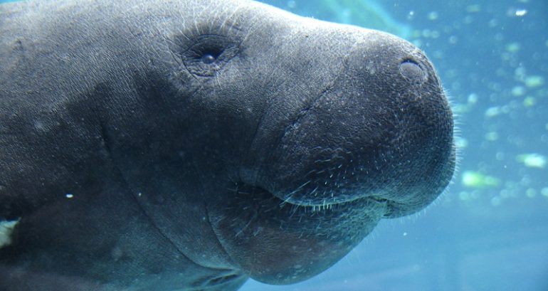 Marine mammals that inspired ancient mermaid tales are now ‘functionally extinct’ in China