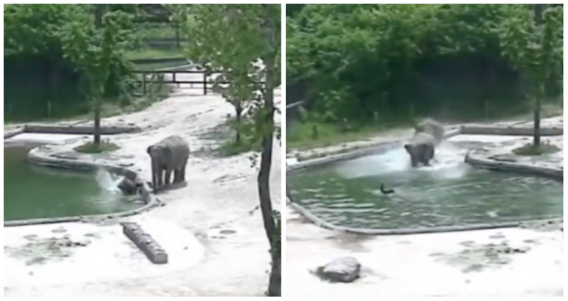 Elephant drowning