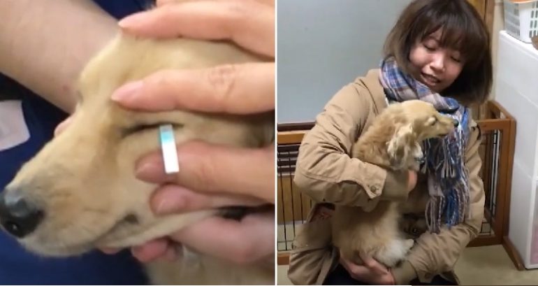 Dogs shed tears of joy when reunited with their owners, study suggests