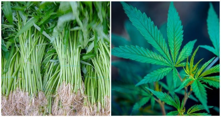 Singaporean mistakenly consumes cannabis soup that ‘looked just like kangkung’ while on vacation in Thailand
