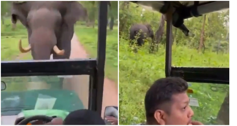 angry elephant