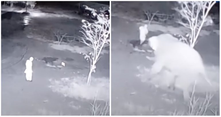 Elephant is caught on CCTV trampling monk to death in Thailand