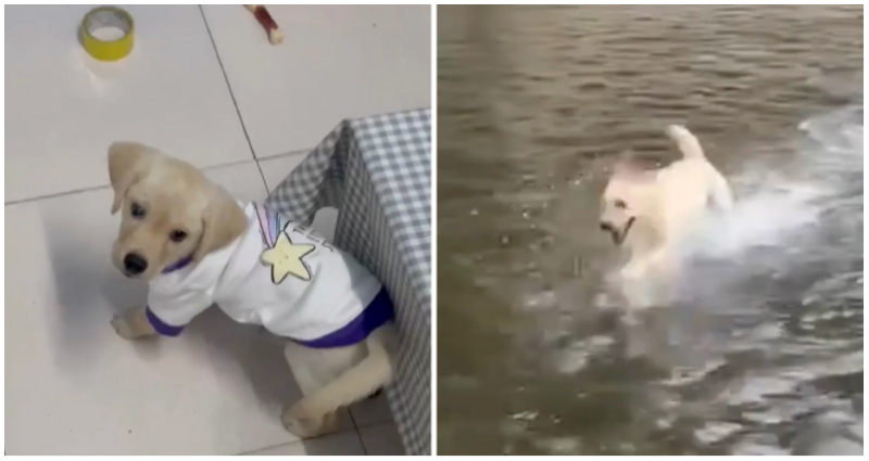 labrador duobao