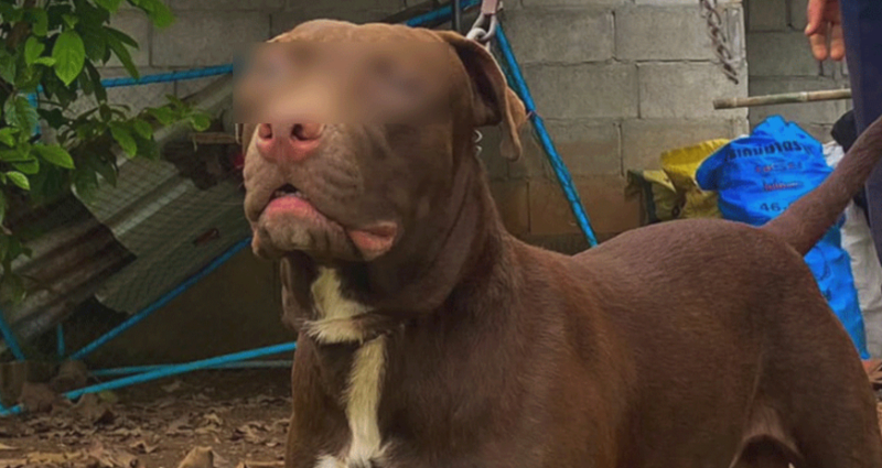 Pitbull named 'Nazi' mauls 60-year-old owner in Thailand