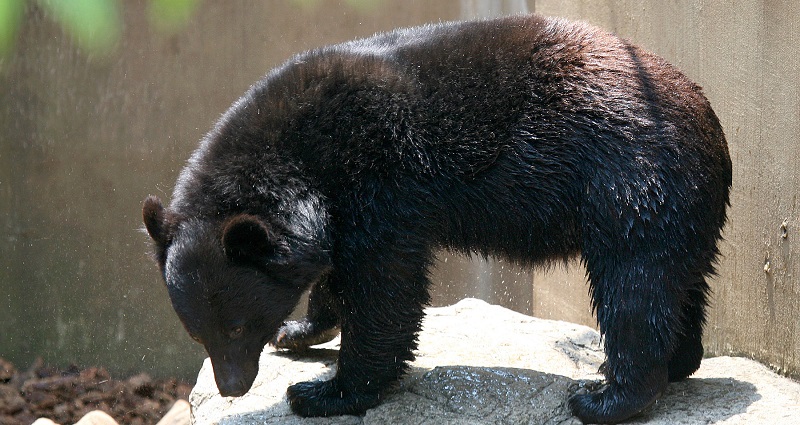 Bear様 Japanese climber fends off bear in viral video | NextShark.com