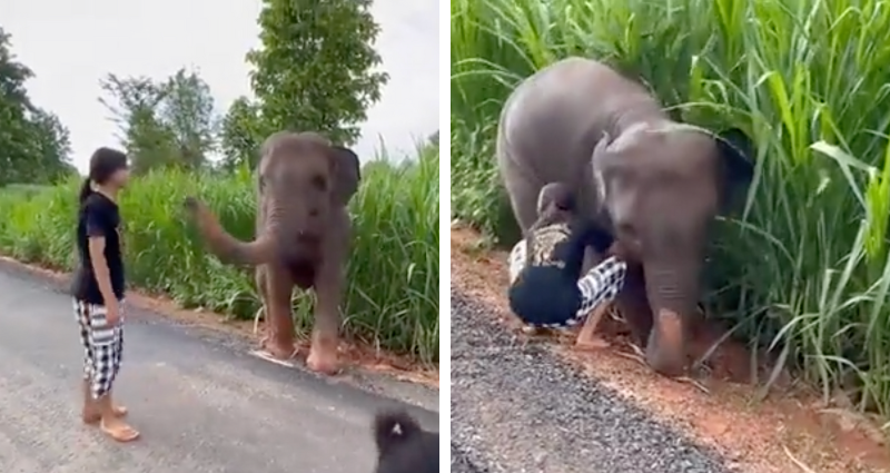 baby elephant