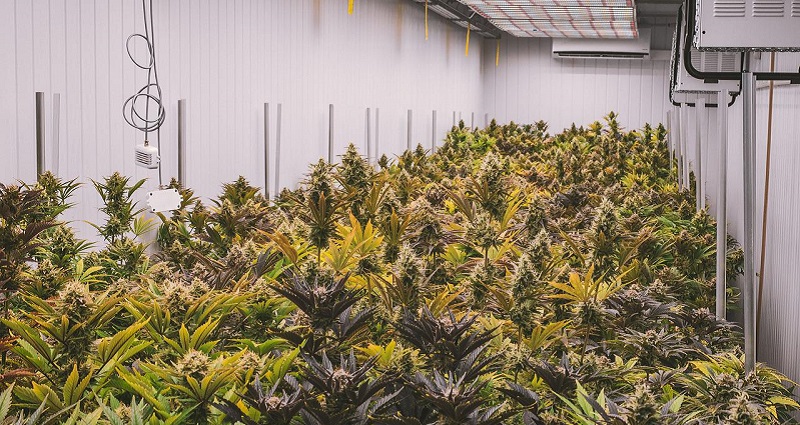 cannabis farmer