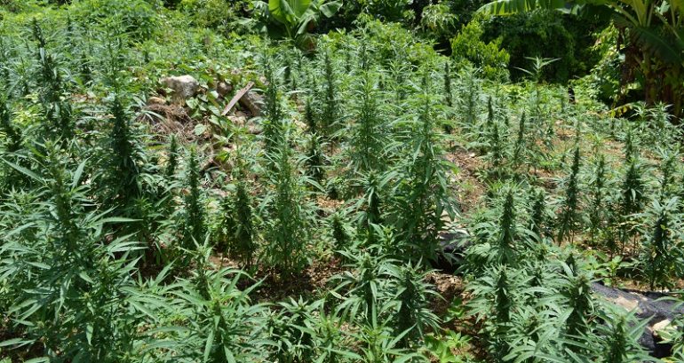 Suspect in ‘executions’ of 4 Chinese nationals at marijuana farm in Oklahoma arrested
