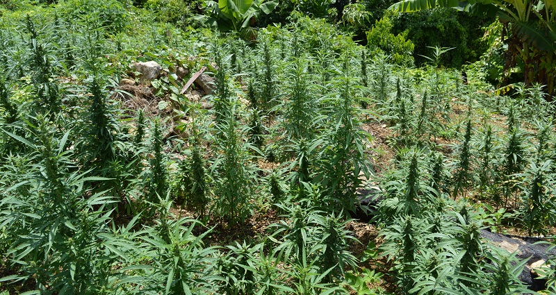 Suspect in ‘executions’ of 4 Chinese nationals at marijuana farm in Oklahoma arrested
