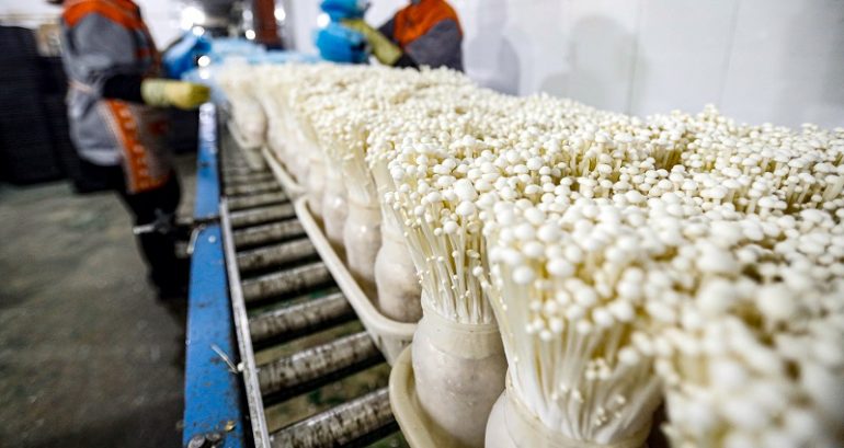 CDC links enoki mushrooms to listeria outbreak