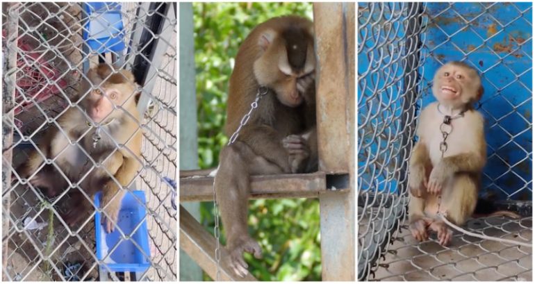 Thai coconut industry fueled by ‘rampant’ monkey slave labor, investigation reveals