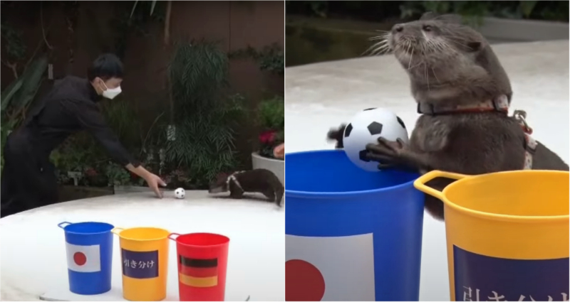 Japanese otter