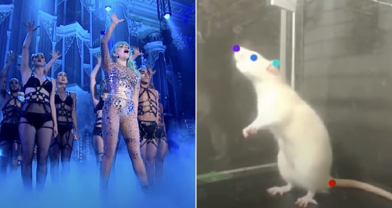 Rats observed bopping to the beat of Lady Gaga’s ‘Born This Way’ in Japanese study