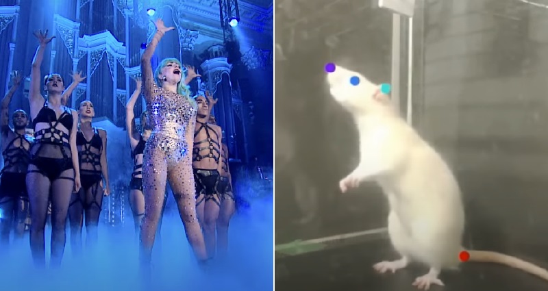 lady gaga rat