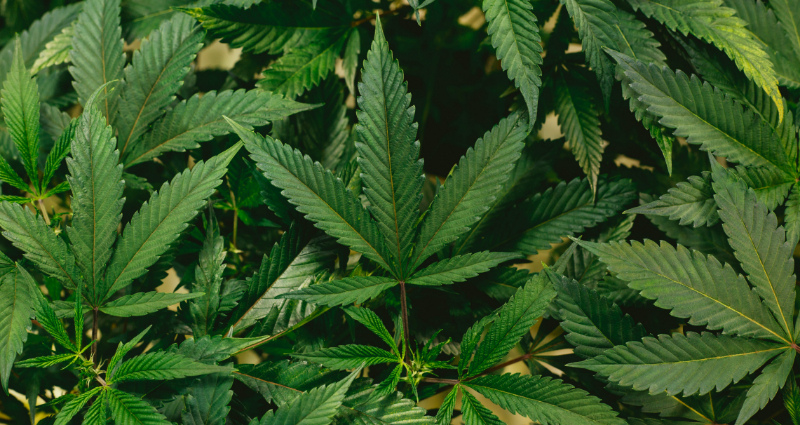 weed