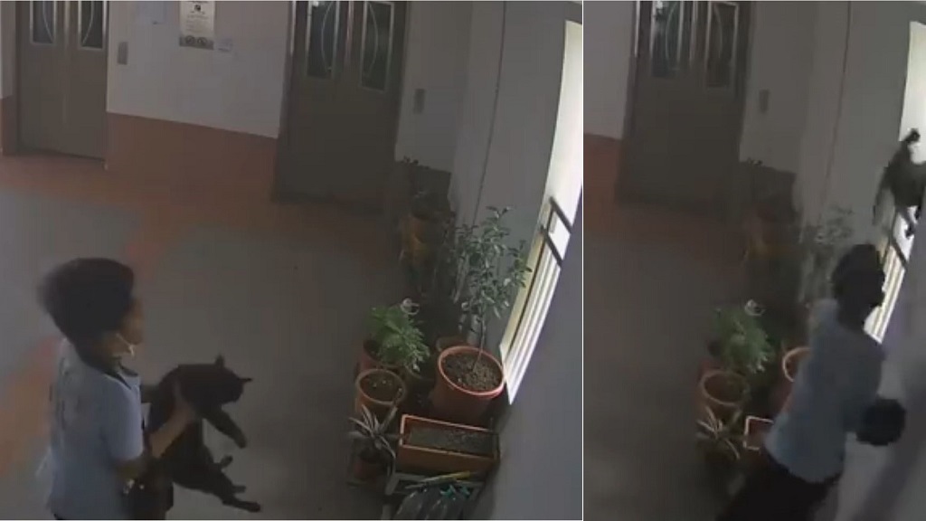 Singaporean boy caught on camera flinging cat off 22nd floor triggers punishment debate