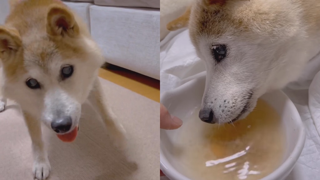 Doge Shiba Inu leukemia