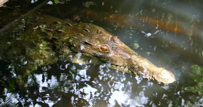 Malaysian crocodile kills 1-year-old boy, injures father attempting rescue