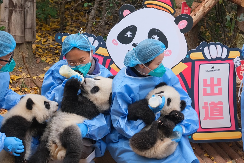 Look: Adorable panda cubs wave goodbye to the panda-monium that was ...