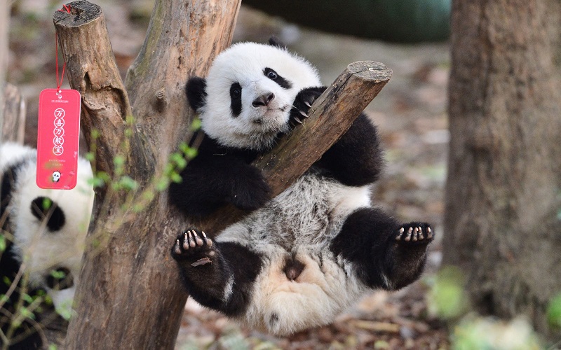 Look: Adorable panda cubs wave goodbye to the panda-monium that was ...