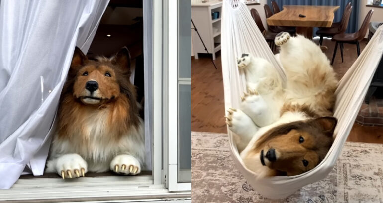 Japanese man who spent $16K to become a ‘dog’ says he’s afraid others will think he’s ‘weird’