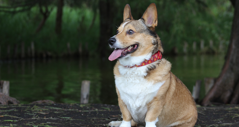 Corgis fly business class from SF to Singapore