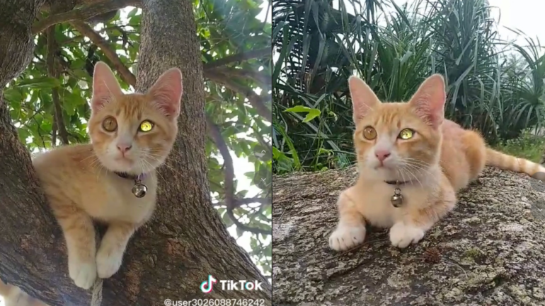 A video of a rare diamond-eyed cat has some Thai netizens picking lottery numbers