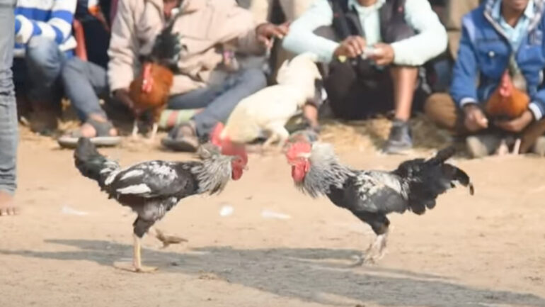 Knife-wielding roosters kill 2 men in cockfighting events in India