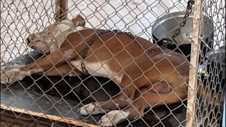 Thai man sacrifices own life to save mother from pet pit bull attack