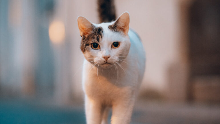 Vietnamese police discover 2,000 dead cats intended for use in traditional medicine
