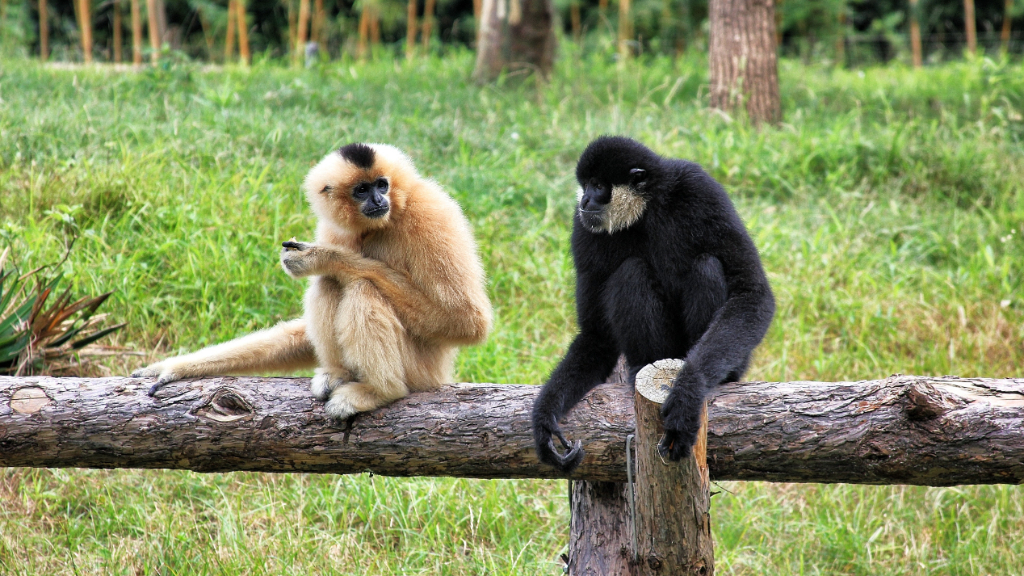 Gibbons