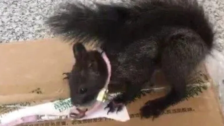 Chinese police have trained a squad of squirrels to sniff out drugs