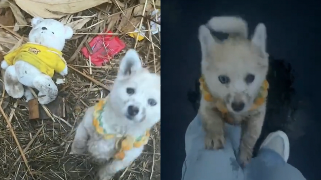 lost puppy teddy bear nextshark