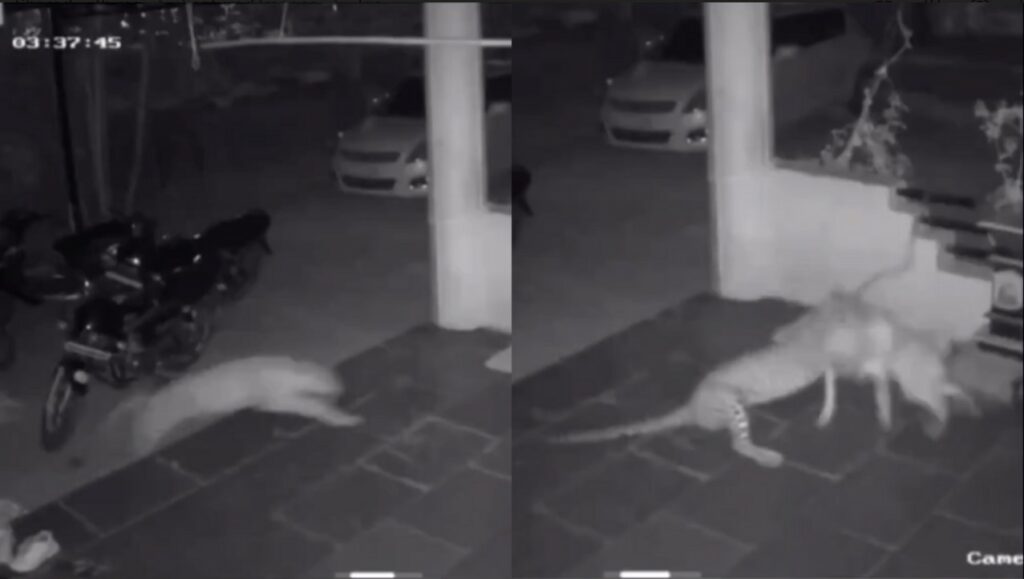 leopard kills dog nextshark