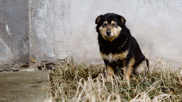 House containing pile of over 1,000 dead abandoned dogs found in South Korea