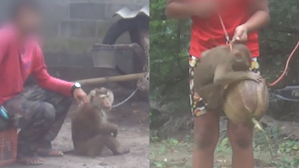 Caught on cam: Global investigation uncovers 'sadistic monkey torture' of  baby macaques