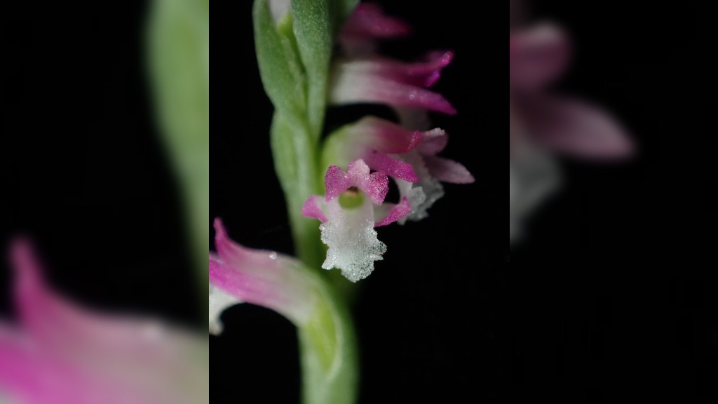 orchid japan