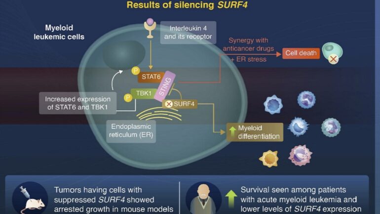 S. Korean scientists find gene that can help regulate leukemia progression in new study