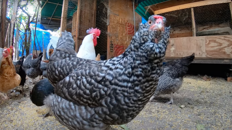 Man in China jailed for scaring 1,100 chickens to death