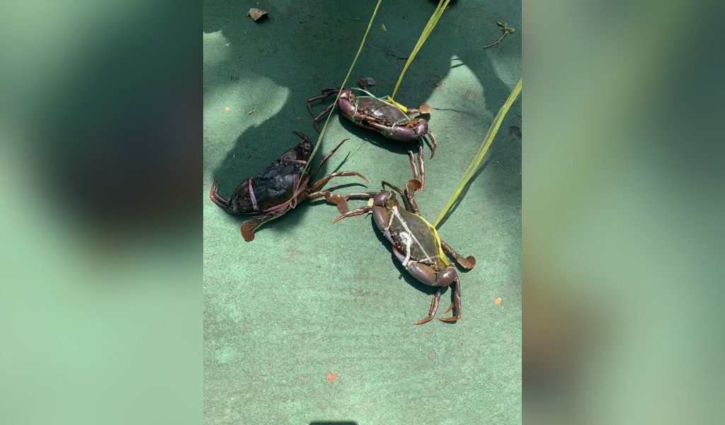 pet crabs walk nextshark