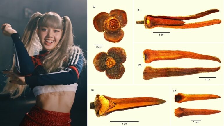 Newly discovered endangered flower species in Thailand named after Blackpink’s Lisa
