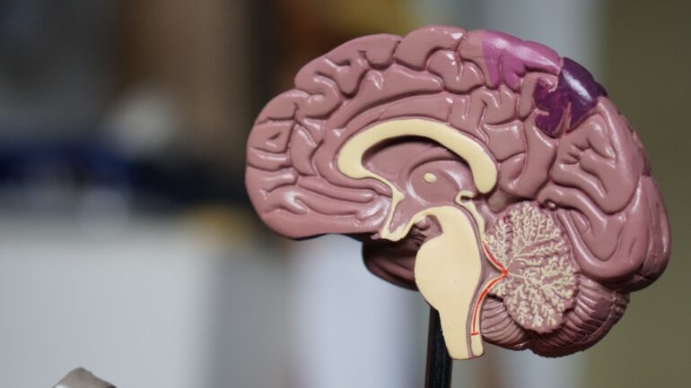 Bilingualism may help protect against dementia, study reveals