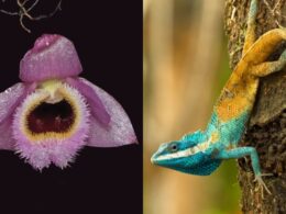 Orchid, lizard