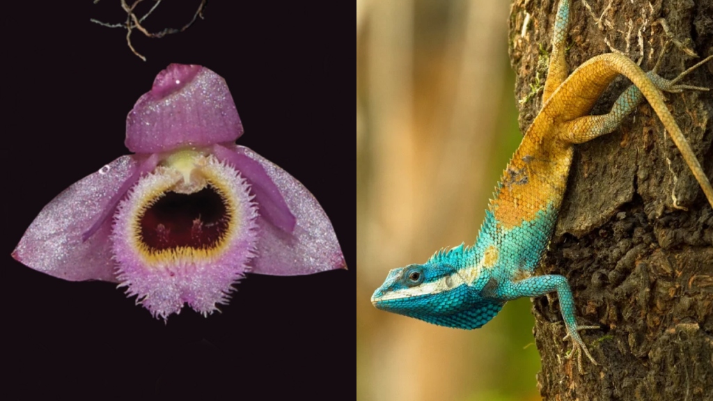 Orchid, lizard