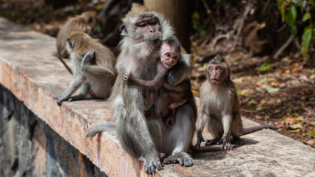 monkeys