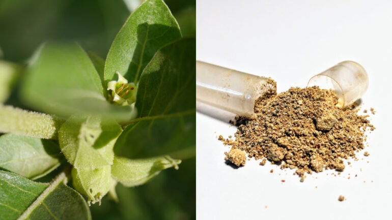 Ashwagandha: The wonders of and warnings against the latest ‘miracle herb’