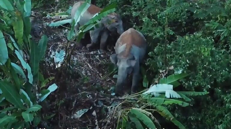 Recordings of elephant voices may be the key to saving Asian elephants