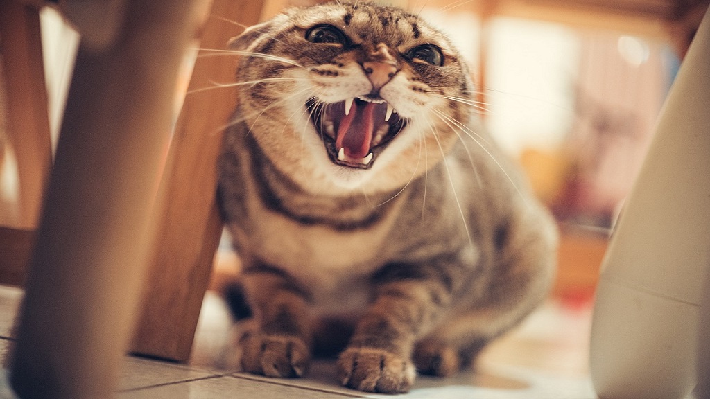 A cat showing its teeth